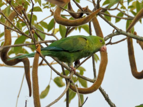 <h3><a href="/trips/salesopolis-2014/biota/animalia/chordata/aves/027 psittaciformes/003 psittacidae/brotogeris tirica/brotogeris tirica-nl.html">Brotogeris&nbsp;tirica</a> / Plain&nbsp;parakeet / Tiricaparkiet</h3><p>Parkieten zijn nog lastiger op de foto te krijgen dan je zou denken.  Weliswaar zijn ze groot en luidruchtig, maar ze bewegen zich in de toppen van de bomen.  Deze Tiricaparkiet zit ook vrij hoog, maar gelukkig in een open boom.</p>NIKON D7100 met AF-S DX VR Zoom-Nikkor 18-200mm f/3.5-5.6G IF-ED [II], 1/1600 sec  bij F6.3, ISO 400, afstand 7.94&nbsp;m